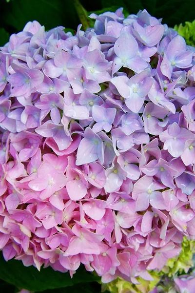 Newport Hydrangea 5G
