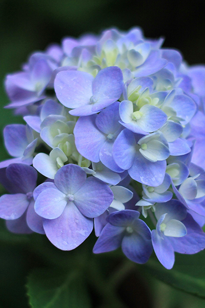 Nigra Hydrangea 3G