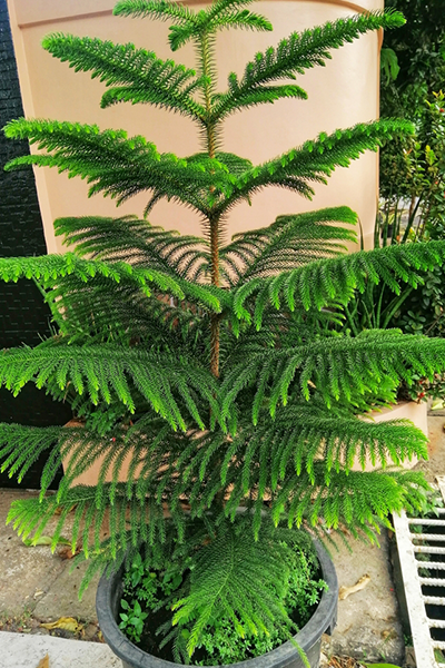 Norfolk Island Pine 10”
