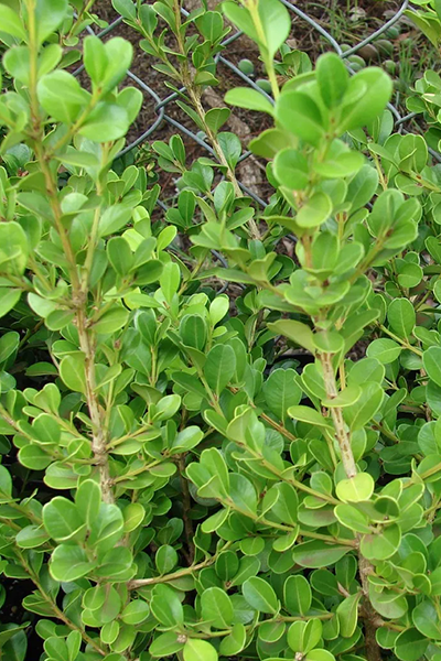 North Star Boxwood 5G