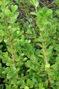 North Star Boxwood 5G