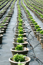 Nursery Stock