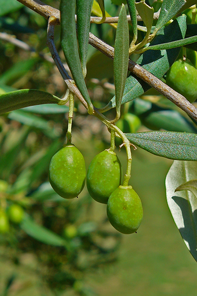 Olive Tree 4”