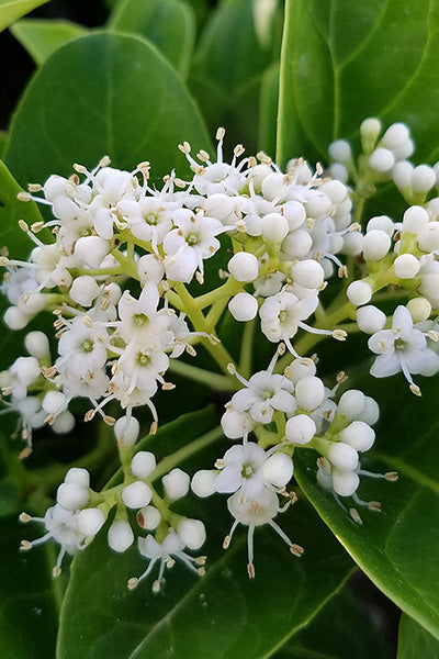 Opening Day™ Viburnum 2G