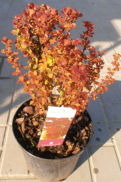 Orange Rocket Barberry 2G