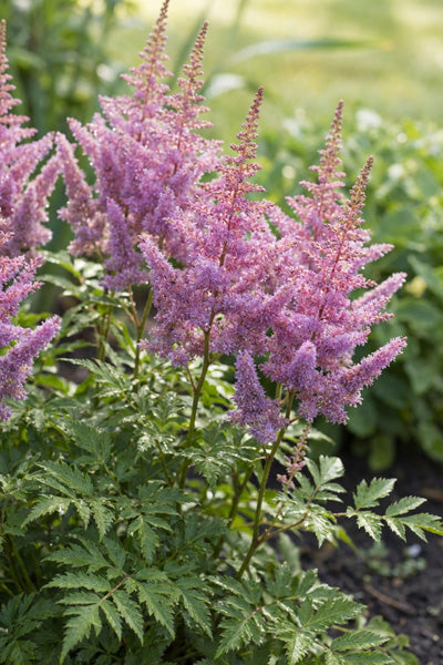 Ostrich Plume Astilbe 1G