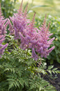 Ostrich Plume Astilbe 1G