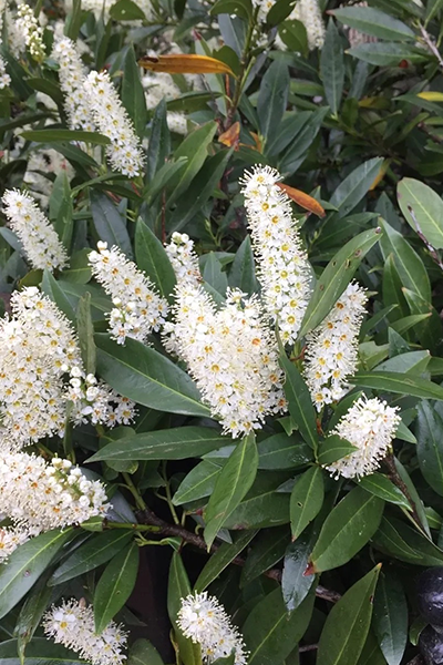 Otto Luyken Cherry Laurel 5G
