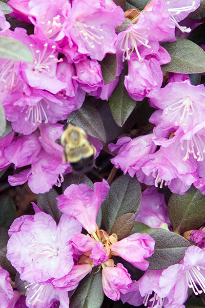PJM Rhododendron 2G