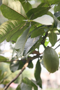 Pachira Money Tree 10”