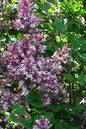 Palibin (Dwarf Korean) Lilac 5G