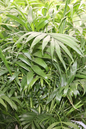 Palm Neanthe Bella 3”