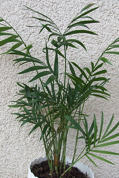Palm Neanthe Bella 6”