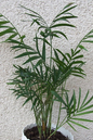 Palm Neanthe Bella 6”