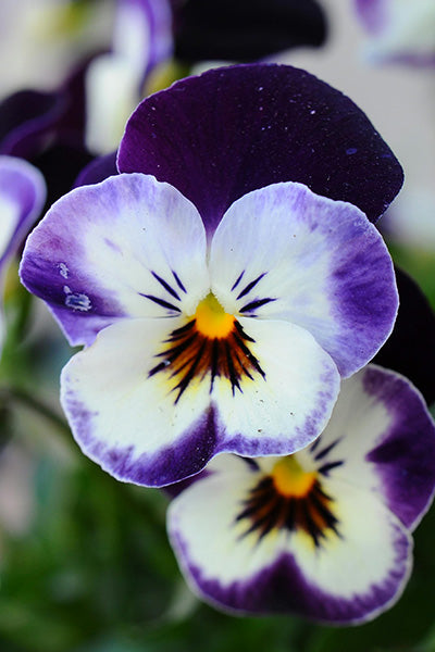 Pansy / Viola 4”