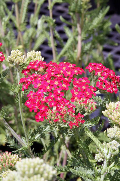 Paprika Yarrow 1G