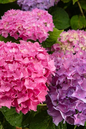Paraplu Hydrangea 2G