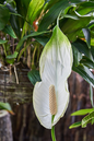 Peace Lily 4”