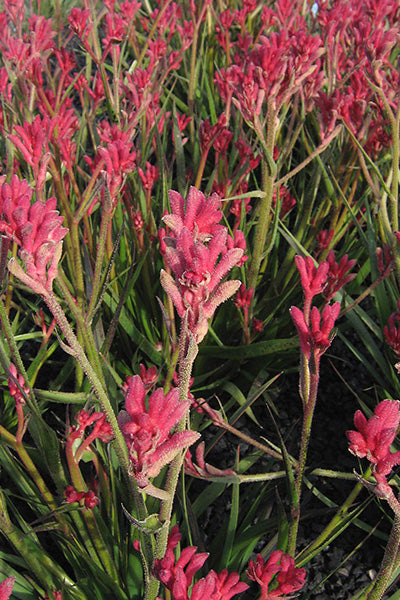 Pearl Pink Kangaroo Paw 1G