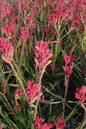 Pearl Pink Kangaroo Paw 1G