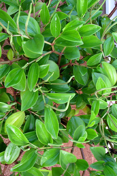 Peperomia Assorted 2”