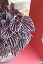 Peperomia Raisinet 4”