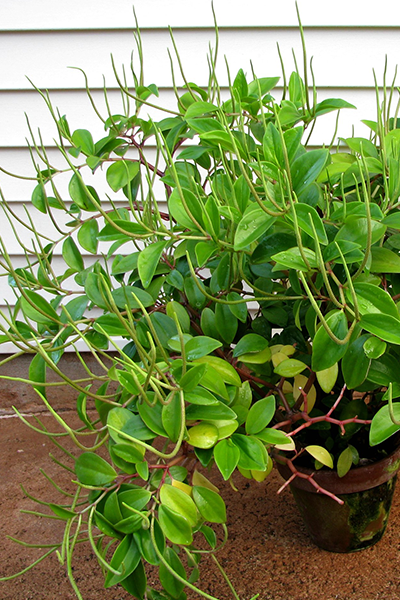 Peperomia 4" Amigo Marcell
