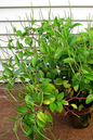 Peperomia 4" Amigo Marcell