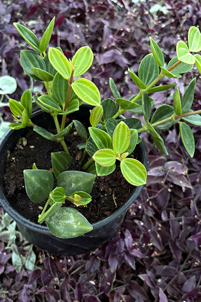 Peperomia Raydiance 6"