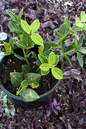 Peperomia Raydiance 6"