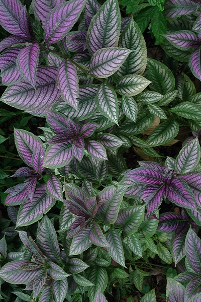 Persian Shield 2”