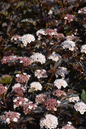 Petite Plum Ninebark 5G