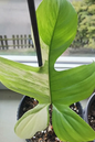 Philo Florida Ghost 2”