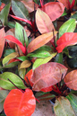 Philo Imperial Red 8” HB