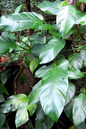 Philodendron 2” Assorted