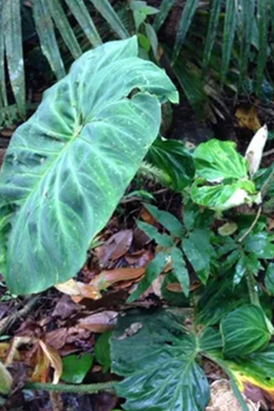 Philodendron 4” Assorted