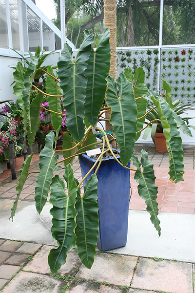 Philodendron Billietiae 10”