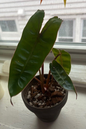 Philodendron Billietiae 2”
