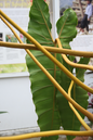 Philodendron Billietiae 4”