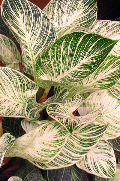 Philodendron Birkin 4”