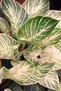 Philodendron Birkin 4”