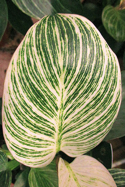 Philodendron Birkin 6”