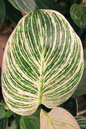 Philodendron Birkin 6”