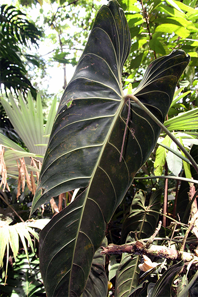 Philodendron Black Gold 4”