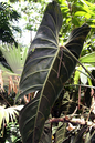 Philodendron Black Gold 4”