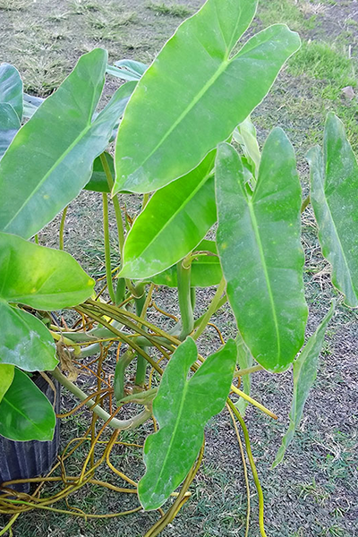 Philodendron Burle Marx Variegated 10” Trellis