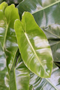 Philodendron Burle Marx Variegated 4”