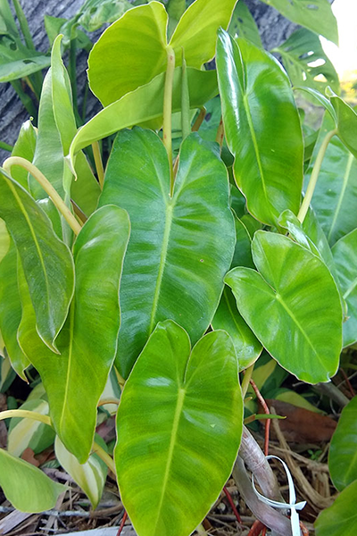 Philodendron Burle Marx Variegated 8”