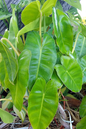 Philodendron Burle Marx Variegated 8”