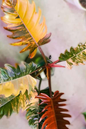 Philodendron Caramel Marble 4”